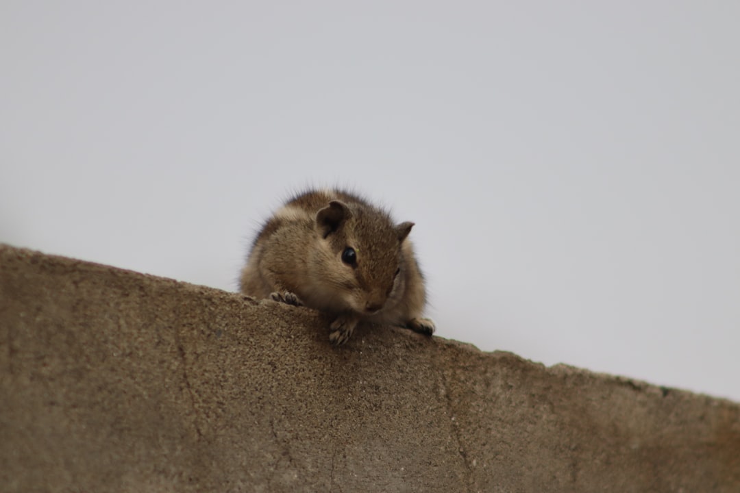 can house mice climb walls