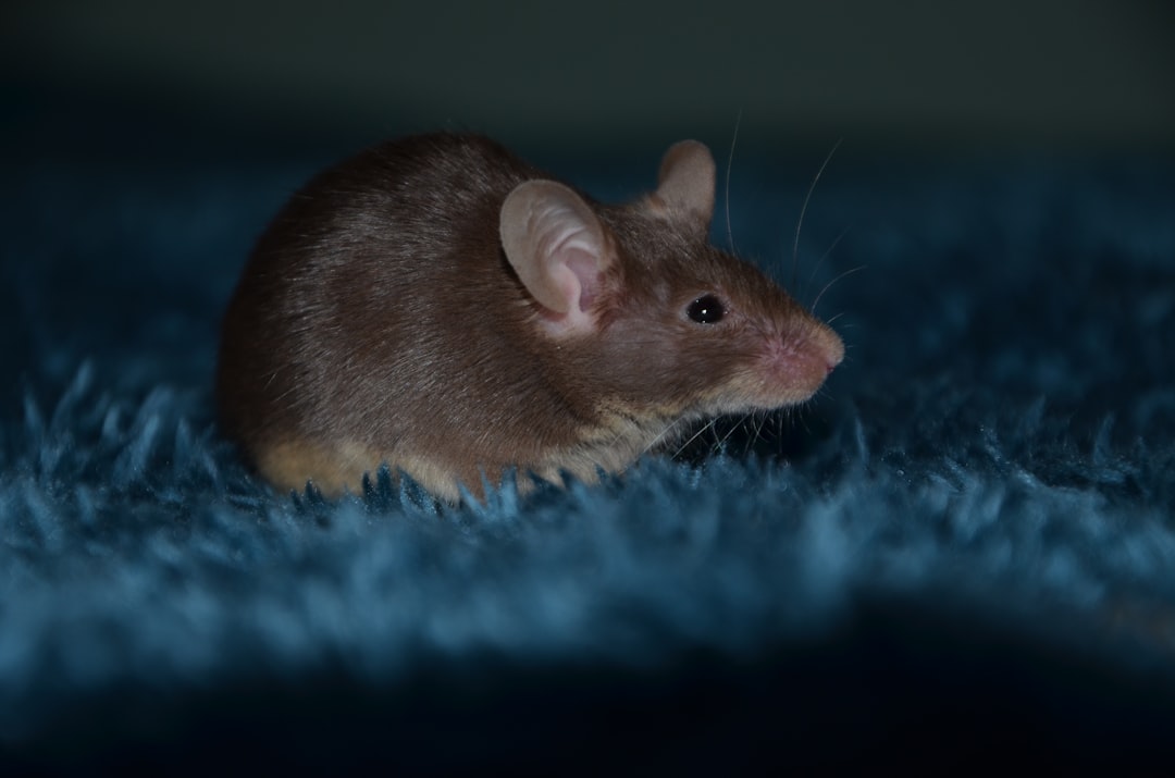 how long do house mice live