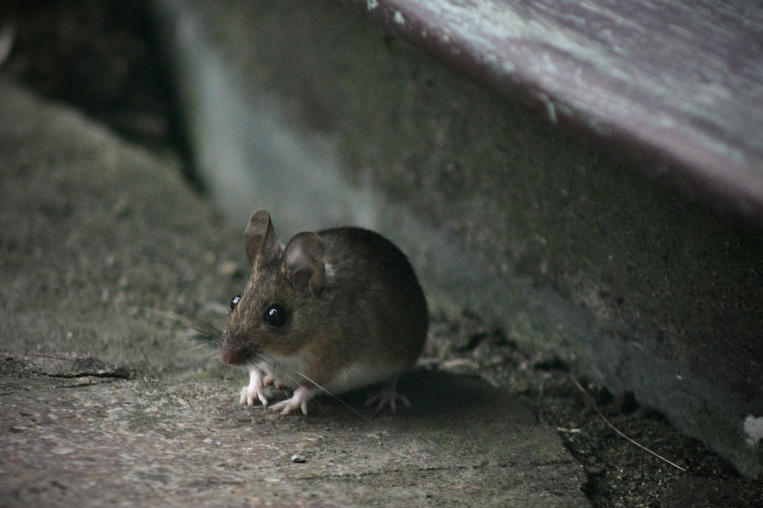 how long do house mice live