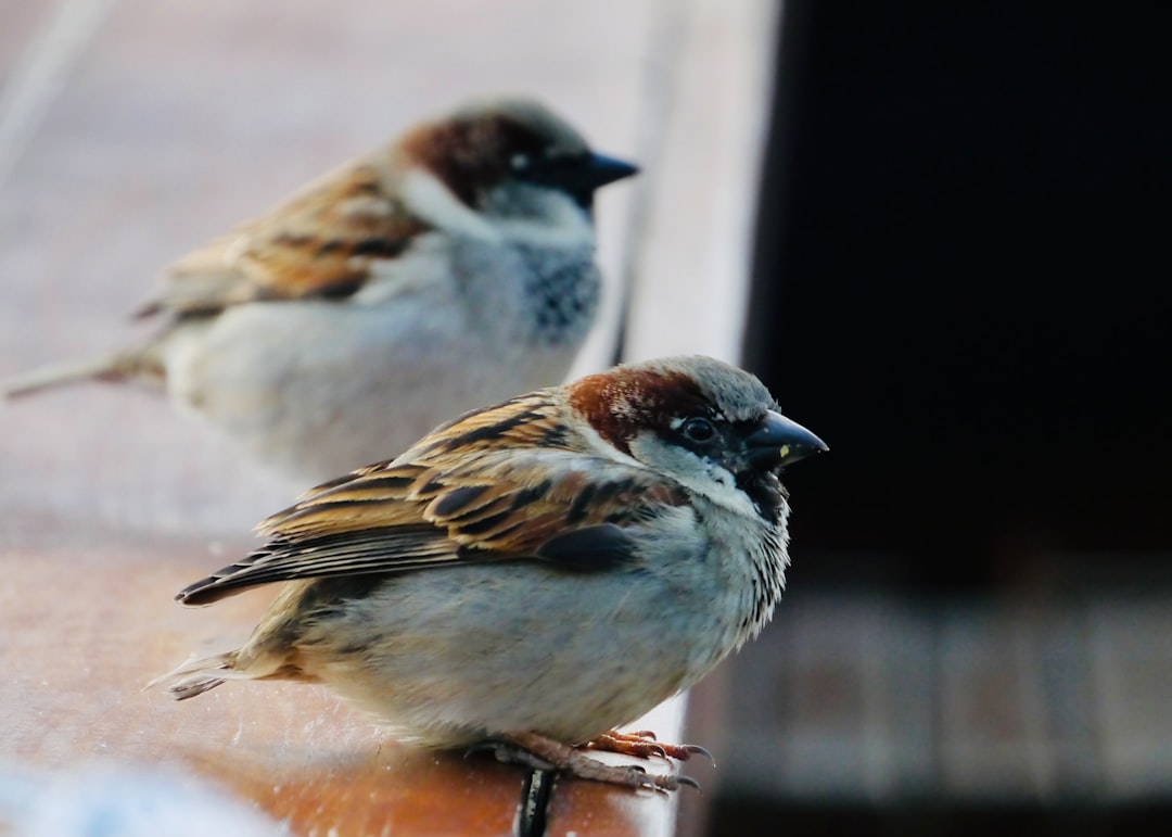 why are house sparrows bad