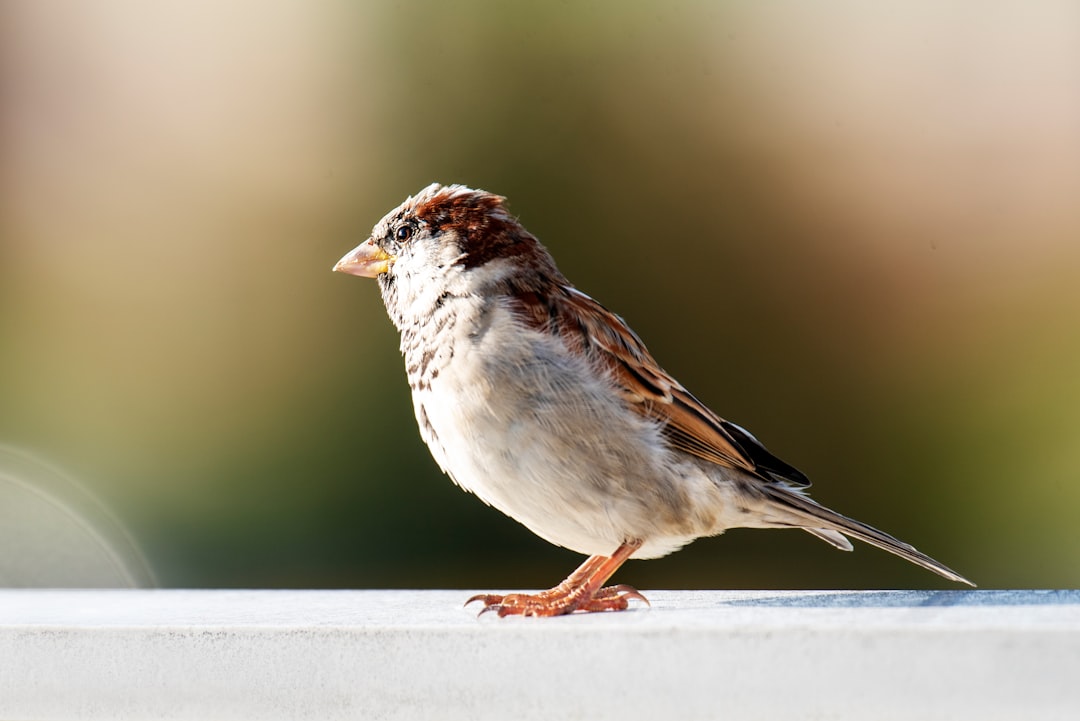 why are house sparrows bad