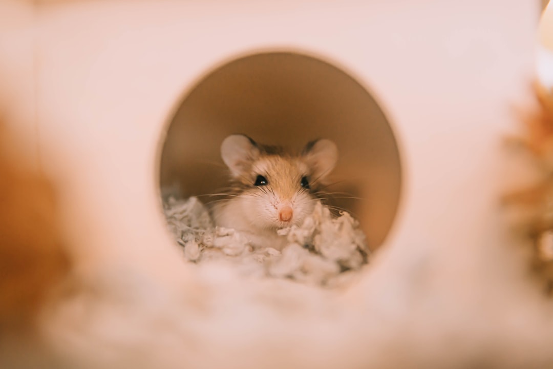 are house mice dangerous