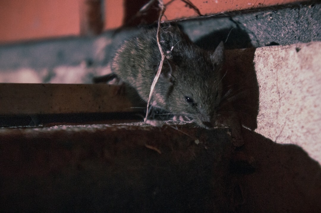 are house mice dangerous