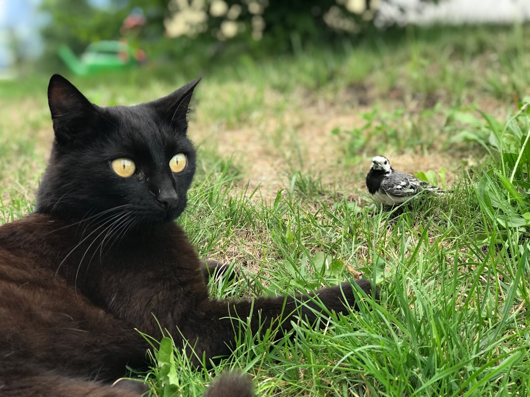do house cats eat birds