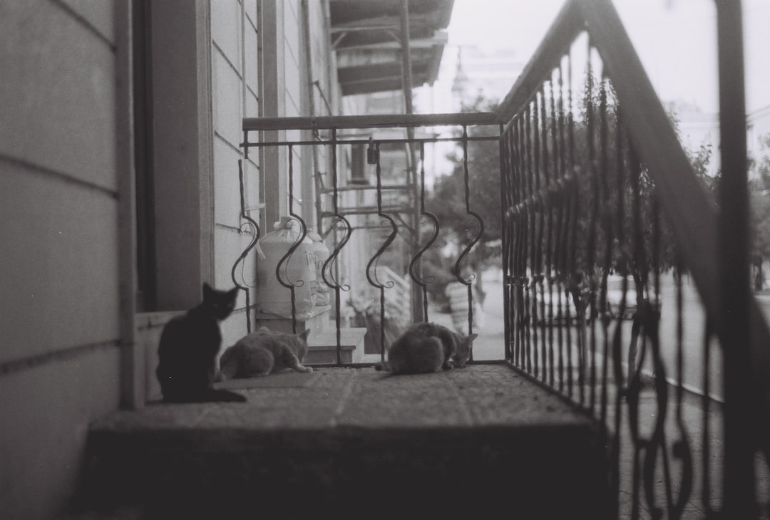 how do house mice get in