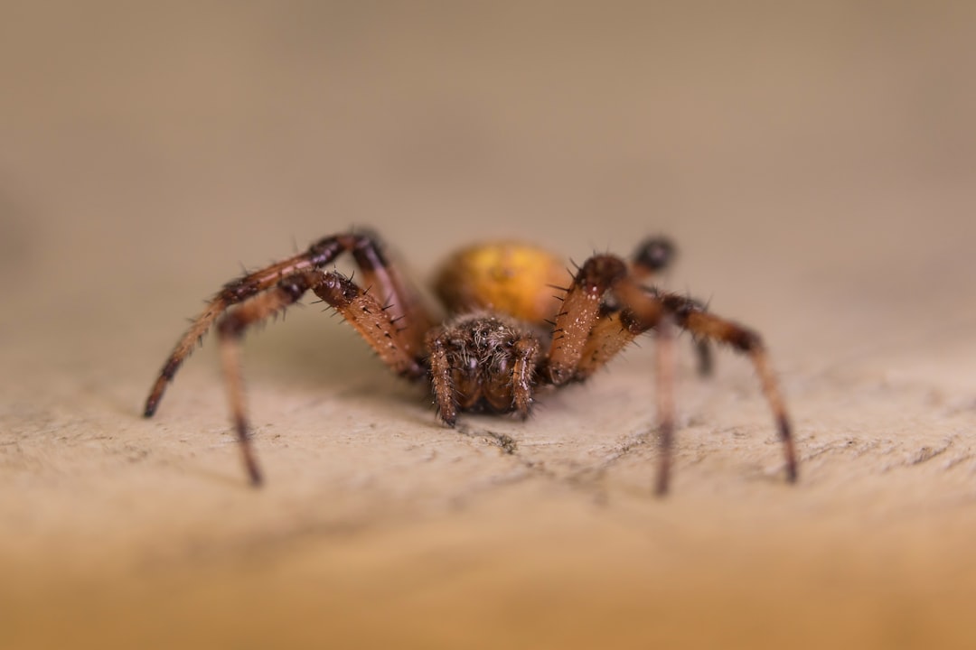 what do house spiders eat