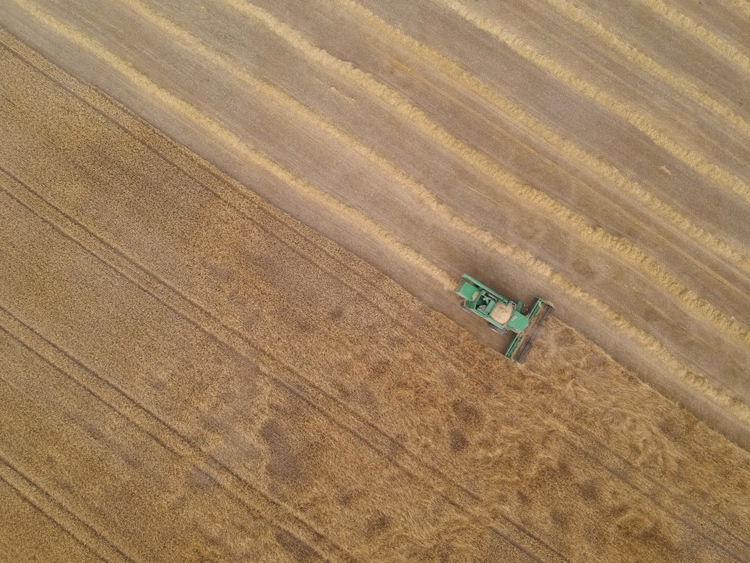 why are earwigs in my house