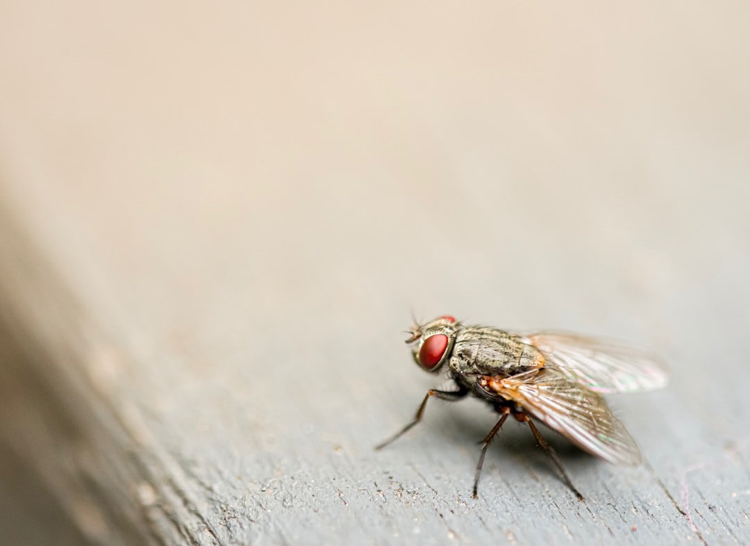 what causes flies in the house