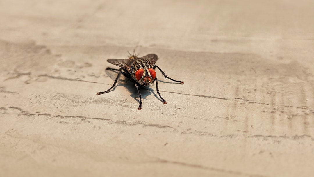 what causes flies in the house