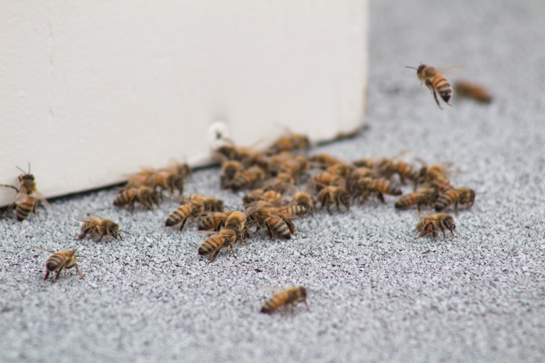 how to prevent ants in house