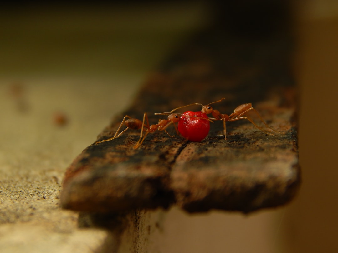 how to prevent ants in house