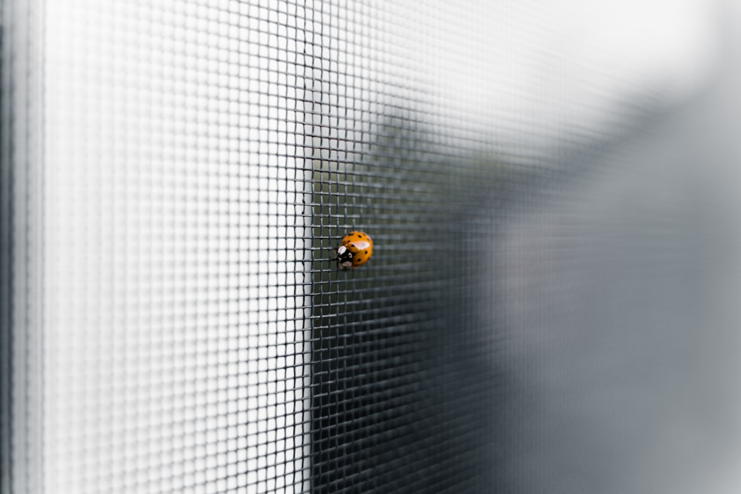 why are ladybugs in my house