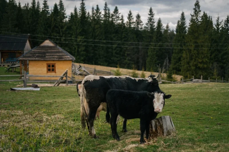 Why a Single‑Story Ranch Farmhouse Works for Modern Living
