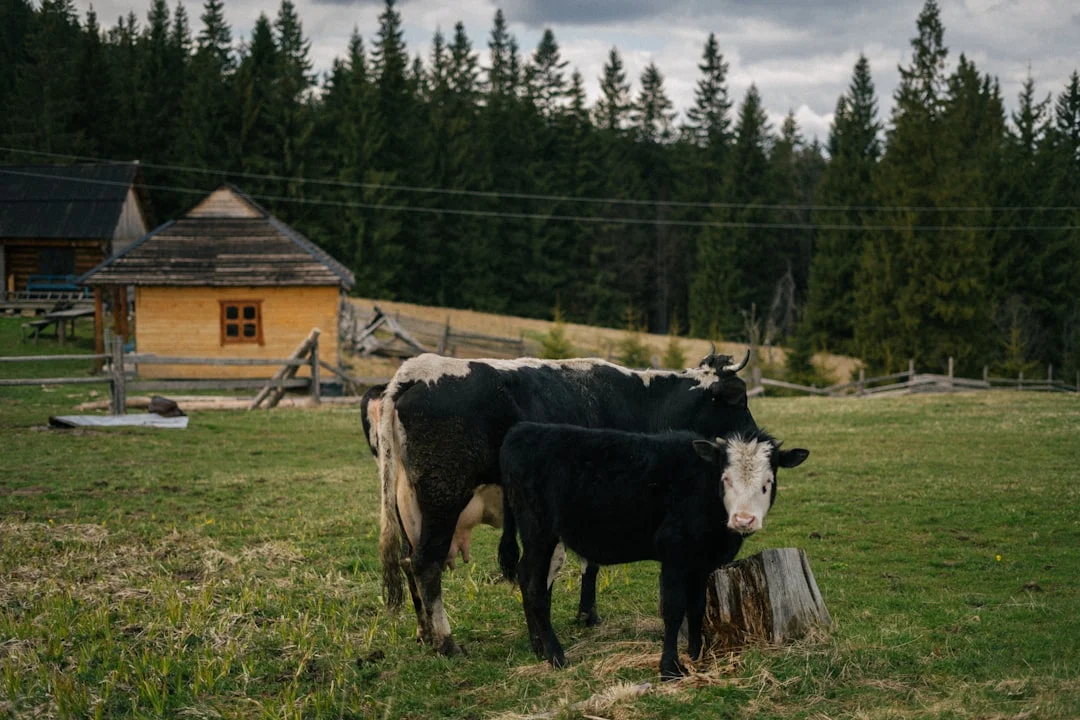Why a Single‑Story Ranch Farmhouse Works for Modern Living