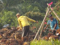 Harga TBS Sawit Petani Ambruk hingga 50 Persen, Wamentan Ultimatum 139 Pabrik